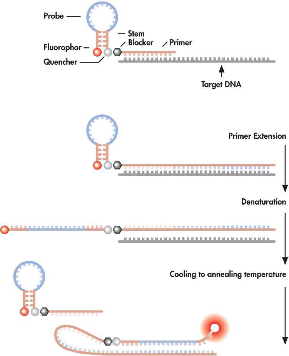 Scorpion mode of action in real-time PCR.